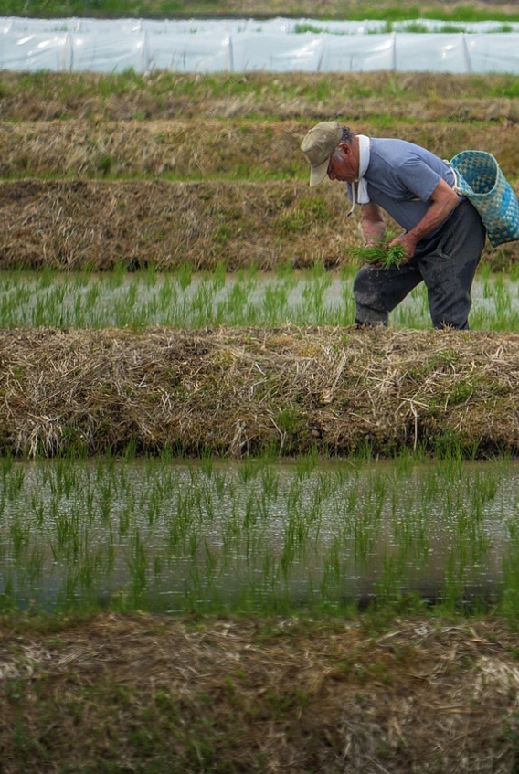 お米生産風景