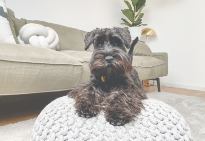 犬のクッション