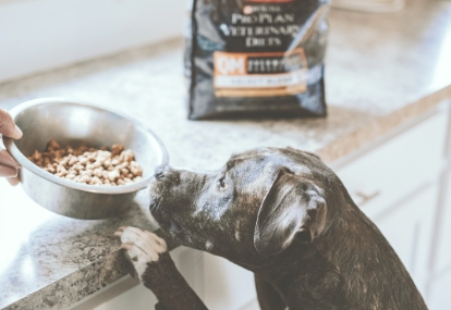 プレミアムドッグフード画像