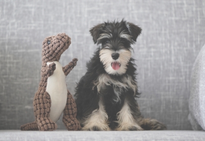 犬のおもちゃ画像