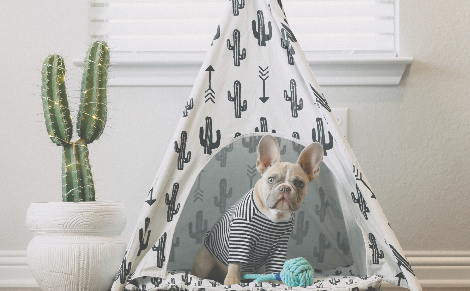 犬のハウス画像