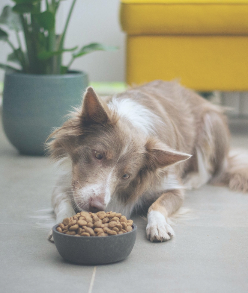 プレミアムドッグフード