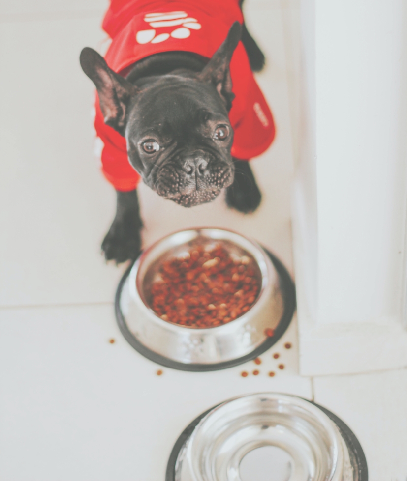 プレミアムドッグフード