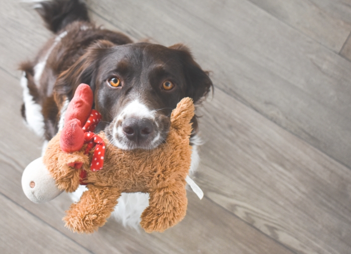 犬のおもちゃ