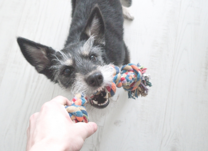 犬のおもちゃ画像
